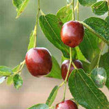 Organic Dried Red Dates 250g Spring Jujube Healthy Green Herbal Food