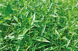 100% Organic Andrographis Paniculata Natural Herbs Cut Without Leaves