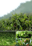 500g Yunnan Pu'er tea ripe tea camphor pu'er tea loose tea big leaf seed ripe