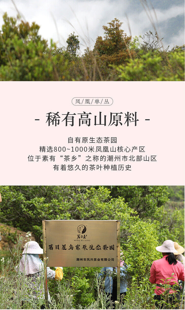 High Mountain Honey Orchid Fragrance Chaozhou Phoenix Dancong Tea Ya Shi Xiang
