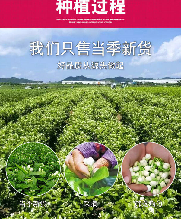 Guangxi Dried Jasmine Flowers Bulk New Jasmine Tea Leaves Flower Tea 500G