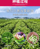 Guangxi Dried Jasmine Flowers Bulk New Jasmine Tea Leaves Flower Tea 500G