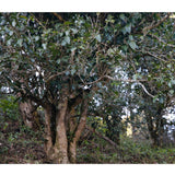 Yunnan Old Tree Ripe Pu-erh Cake 357g Premium Organic