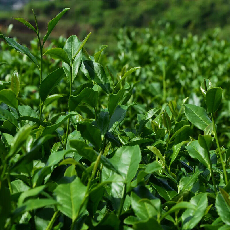 New Top Grade Tieguanyin Tea,Oolong,Tie Guan Yin Tea,Health Care Tea 250g