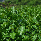 New Top Grade Tieguanyin Tea,Oolong,Tie Guan Yin Tea,Health Care Tea 250g