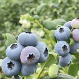 100% Pure Wild Blueberry Powder Organic Superfood for Smoothies Meal Replacement