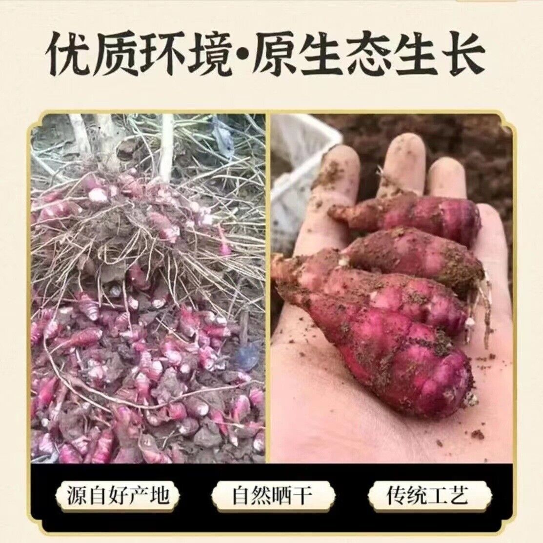 Pancreatic fruit tea herbal primary pancreas fruit ghost ginger chrysanthemum