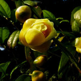 Fangcheng Specialty Flower Tea Authentic Golden Camellia Tea 3.53oz 金花茶