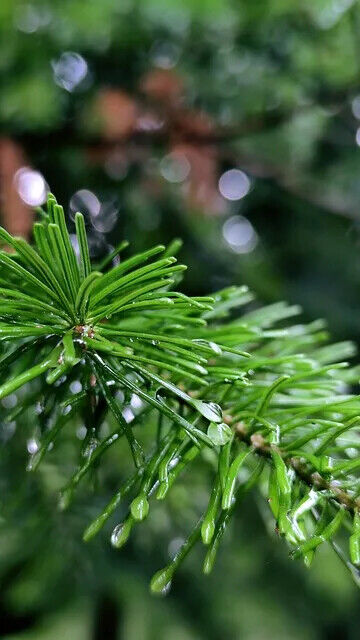 First Grade Natural Chinese Herbs Pine Needles Tea for Improving Sleeping