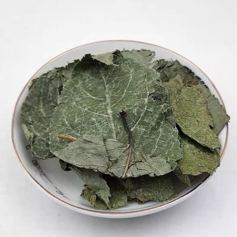 Organic Dried Folium Eucommia Eucommia Ulmoides Oliv Eucommia leaf Du Zhong Ye