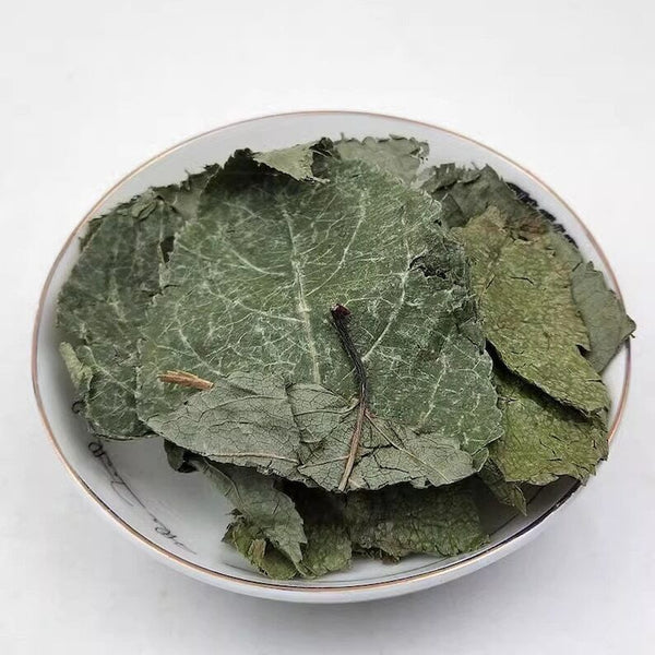 Organic Dried Folium Eucommia Eucommia Ulmoides Oliv Eucommia leaf Du Zhong Ye