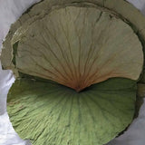 Slimming Tea Lotus Leaf Dried Herbal Tea Dried Healthy Natural Dried Flower Tea