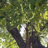 Organic Dried Herba Fructus Sophorae Fruit of Sophora Japonica, Huai Jiao
