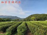 New Tea Longjing Tea Fried Green Green Tea Strong Aroma 500g/1.1lb