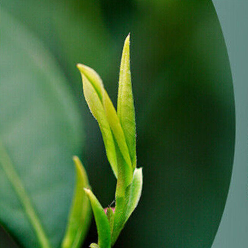 100g Chinese Tea Anji Baicha White Tea One Bud One Leaf Early Spring Green Tea Secondary image