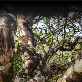 Organic Puerh ripe tea Rain Flower Bulk Yunnan Menghai Aged Limited Edition