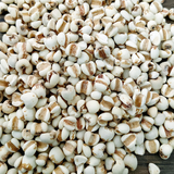 500g Job's Tears Guizhou Job's Tears bulk new powdered Job's Tears flower tea