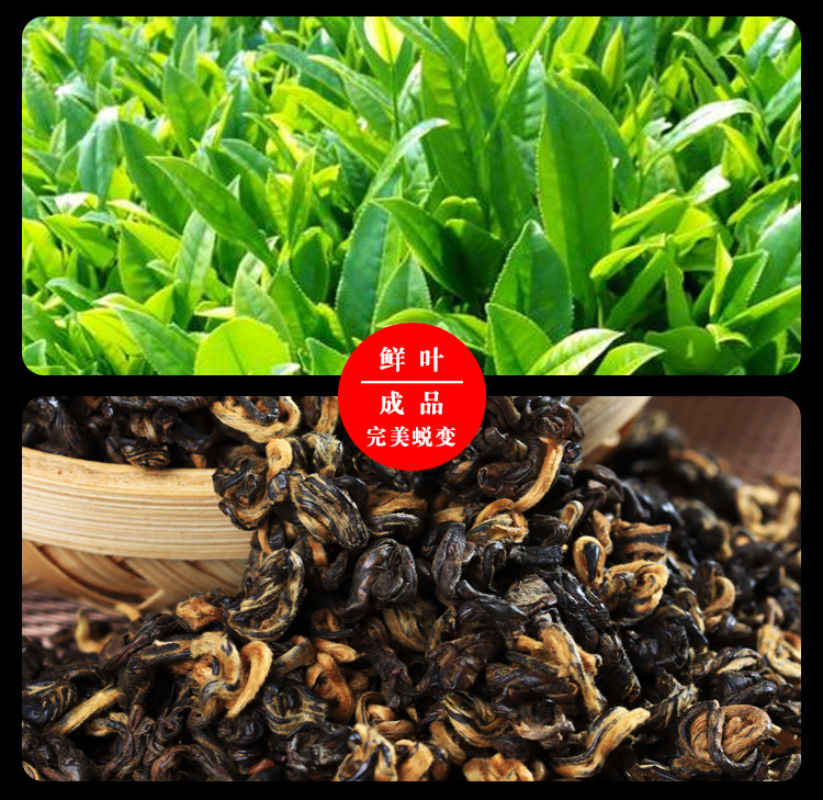 500g Yunnan Ancient Black Tea Golden Silk Golden Snail Fengqing Dian Hong Tea