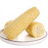 White sweet glutinous corn, fresh sticky corn cob, corn cob, low-fat fast food