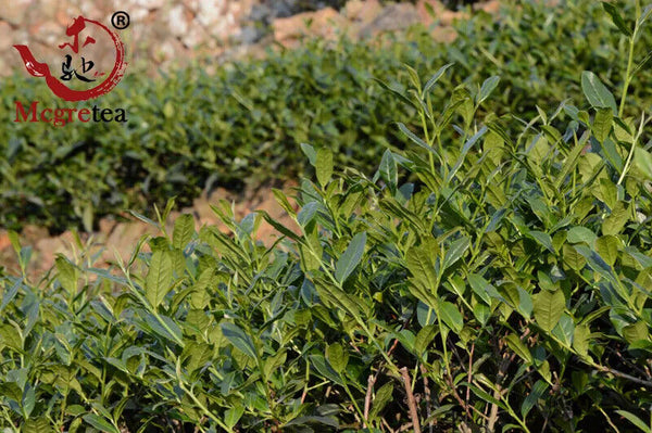 New Tieguanyin Tea China Oolong Tea Tikuanyin Health Tea 64 SMALL Bags 500g