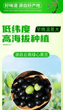Green Heart Black Beans – Non-GMO Soybeans for Soy Milk & Bean Sprouts