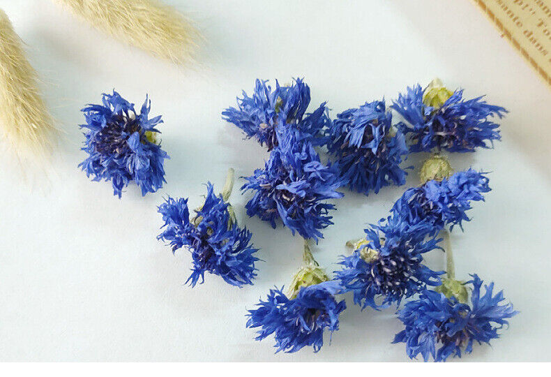 Cornflower petals new stock cornflower dried flowers bulk cornflower 17.6oz