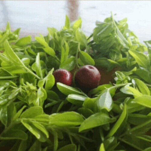 Rizhao Green Tea New Tea Green Tea Three-Level Tea Big Leaf Tea High Fragrance