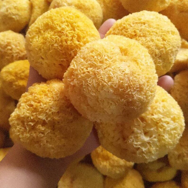 Organic Dried Tremella Snow White Fungus Mushrooms, Silver Ear, Yin Er