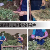 Dried Houttuynia cordata Yu Xing Cao Cordate houttuynia Houttuynia cordata Thunb