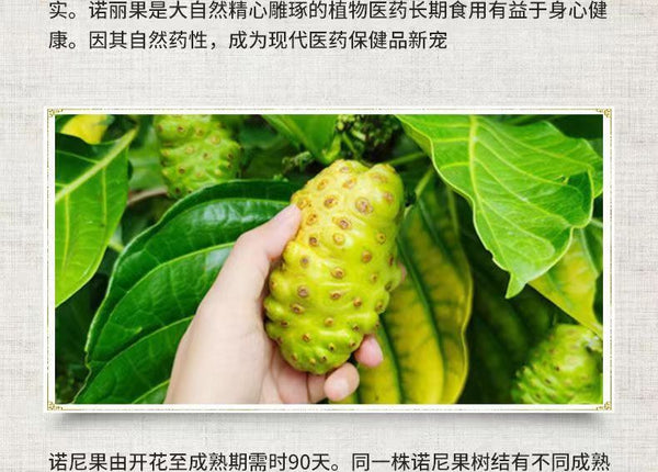 50g Morinda Citrifolia Herbal Tea 50 Grams Fresh Hainan Noni Fresh Fruit Dried
