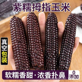 Xishuangbanna Sweet Sticky Corn – Wholesale Vacuum Pack