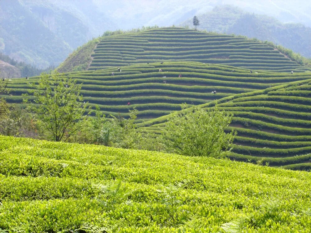 Wholesale favorable factory price best quality black tea bud Yunnan black tea
