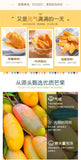 Dried Mango Slices from Vietnam Sweet and Tangy Fruit Snacks