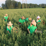 Chinese Herb Tea 100% Natural DRIED Wormwood Artemisia Argyi Mugwort Ai Ye