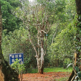 [7 cakes] Lao Ban Zhang Raw Tea Yunnan Pu'er Tea 600 Years Old Tree Tea