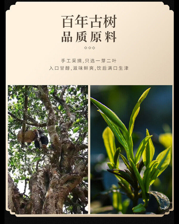 Yunnan Pu'er Raw Tea Menghai Spring Tea Cake 100g
