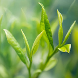 Milk Oolong Tea Loose Leaf Oolong Tea Medium Caffeine Origin Premium Oolong Tea