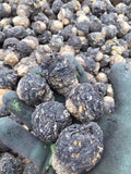 Extra Large Black Maca Kali River Maca Yunnan Maca Raw Materials Dried Fruits