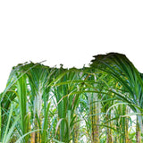 Yunnan Cane Sugar Blocks – Raw Brown Sugar for Tea