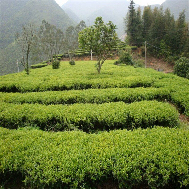 Taiwan High Mountain Jin Xuan Milk Oolong Tea Milk Tea Organic Green Tea Jinxuan