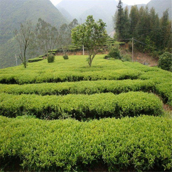 Taiwan High Mountain Jin Xuan Milk Oolong Tea Milk Tea Organic Green Tea Jinxuan