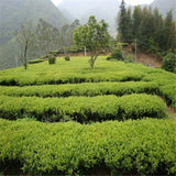 Taiwan High Mountain Jin Xuan Milk Oolong Tea Milk Tea Organic Green Tea Jinxuan