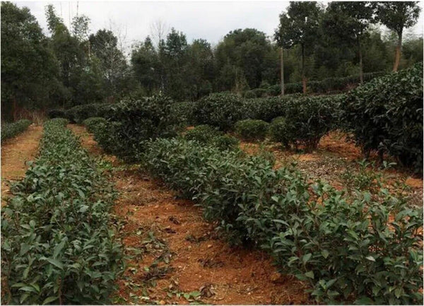 New Fuding White Shoumei Lao Bai Cha Old White Tea Natural Health Care 300g