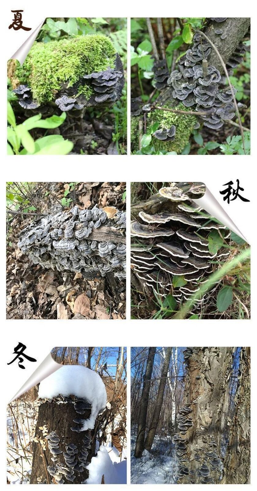 Wild Yunzhi Mushroom 250g Premium Dried Trametes Herbal