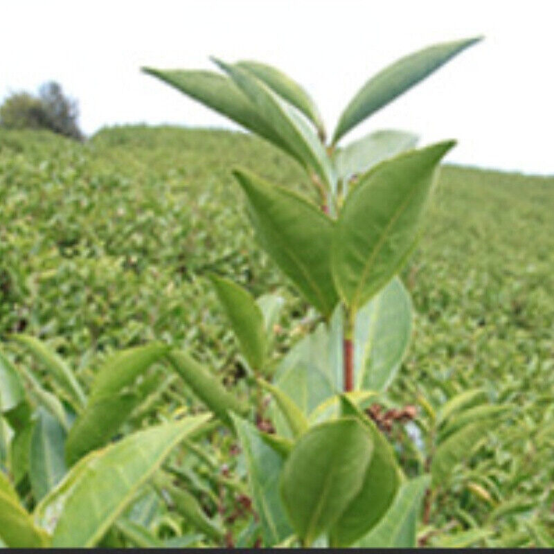 Healthy Drink Tea  Shou Mei White Tea Organic Bulk Old Stem White Tea 500g