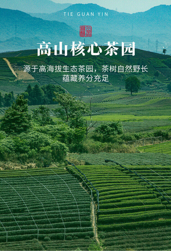 Tieguanyin Strong Aroma New Tea High Mountain Oolong Tea Bulk Tea 500g