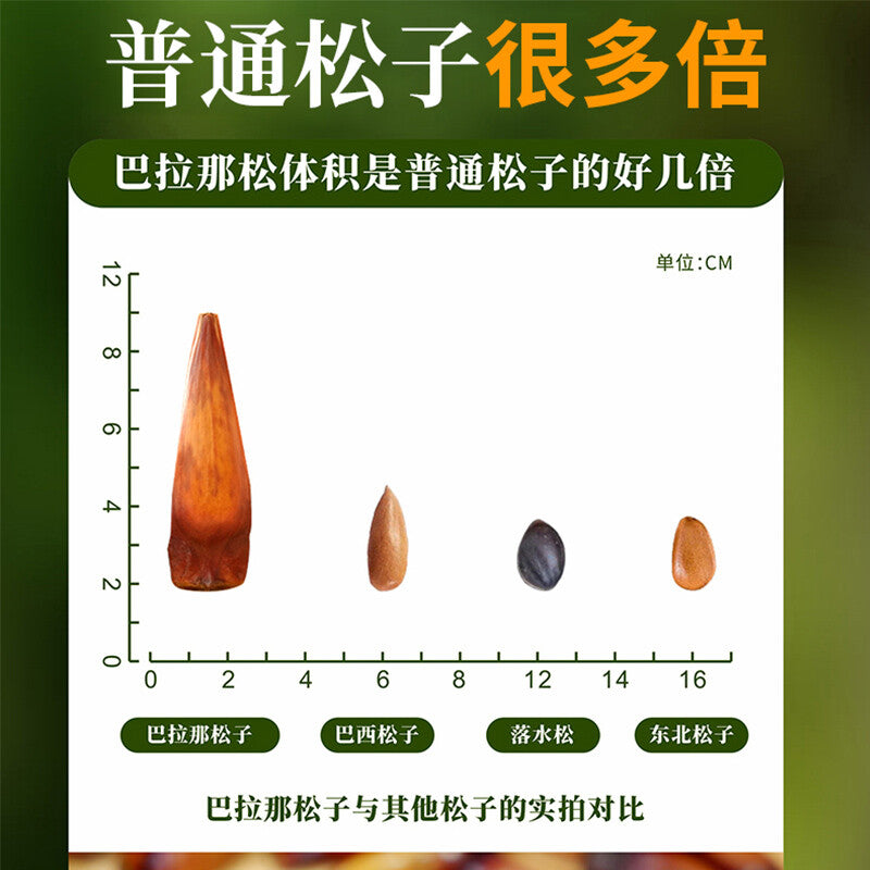 Premium Authentic Parana Pine Nuts Natural High Quality For Sale On Ebay