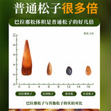 Premium Authentic Parana Pine Nuts Natural High Quality For Sale On Ebay