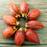 Gardenia bulk gardenia dried red gardenia water gardenia flower fruit tea 17.6oz