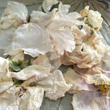 Peony Flower Dried White Peony Flower Petals Whole